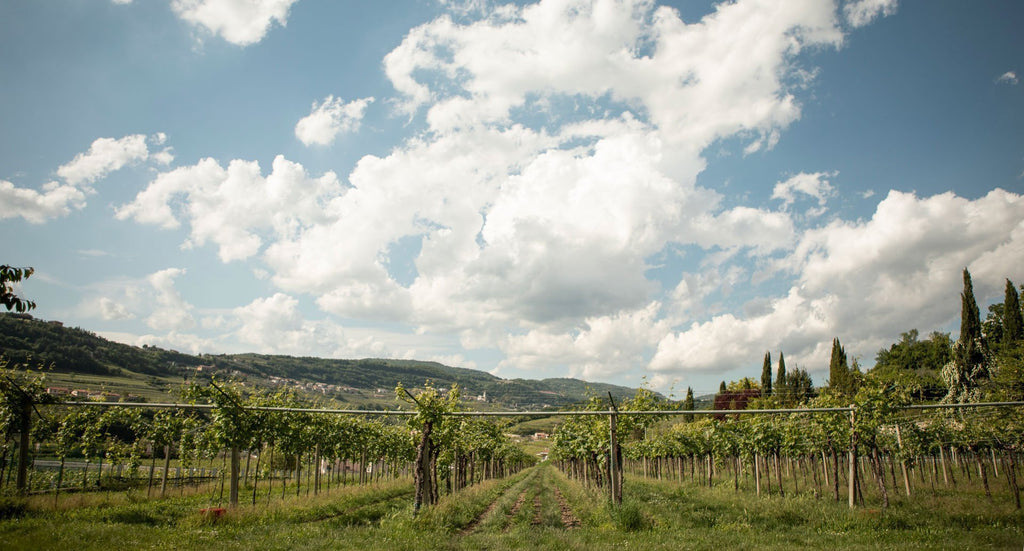 Valpolicella Ripasso Classico Superiore d.o.c. - pacco da 6
