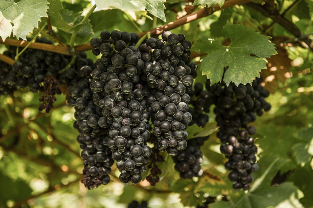 Amarone della Valpolicella Classico d.o.c.g. 2016 - pacco 6 bottiglie
